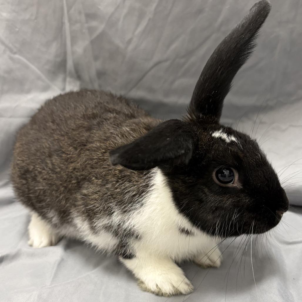 Peter, a Adoptable American in Champaign, IL image 4/6
