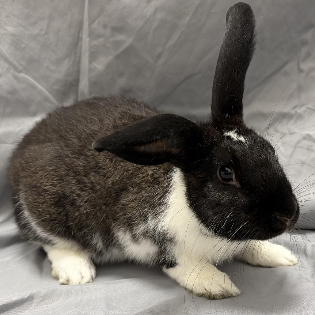 Peter, a Adoptable American in Champaign, IL image 5/6