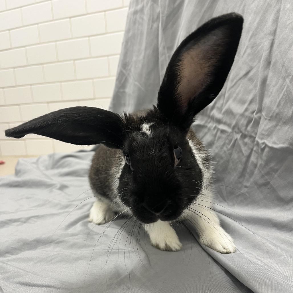 Peter, a Adoptable American in Champaign, IL image 6/6