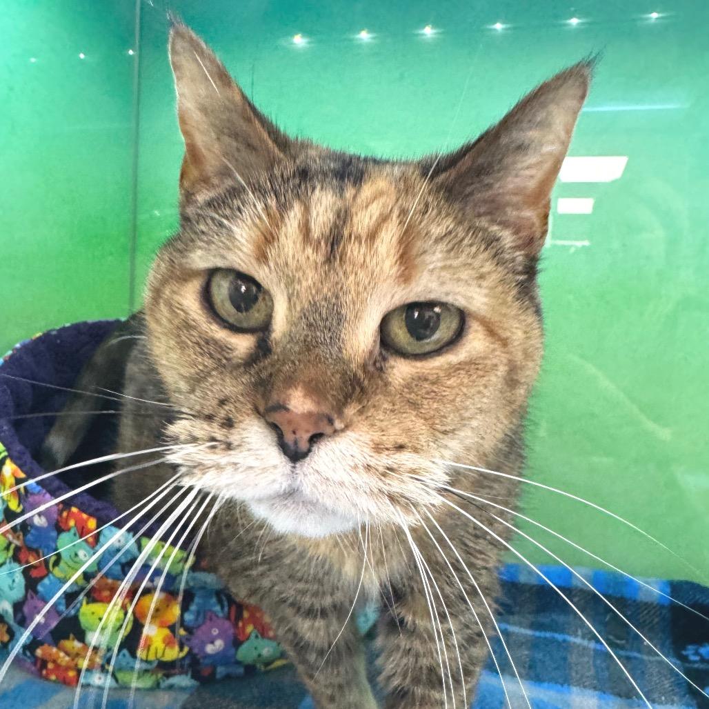 Pippy, Adoptable, Senior Female Domestic Short Hair.