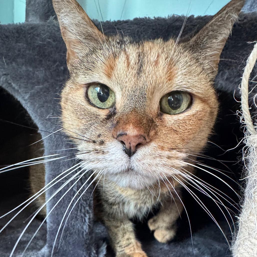Enlarge Pippy, a Adoptable Domestic Short Hair in Zimmerman, MN image 2/3