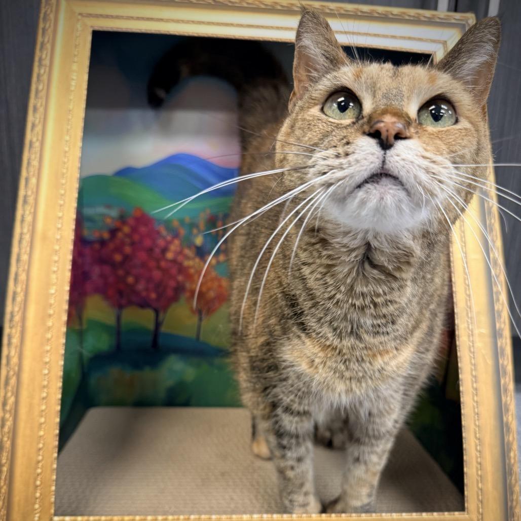 Enlarge Pippy, a Adoptable Domestic Short Hair in Zimmerman, MN image 3/3