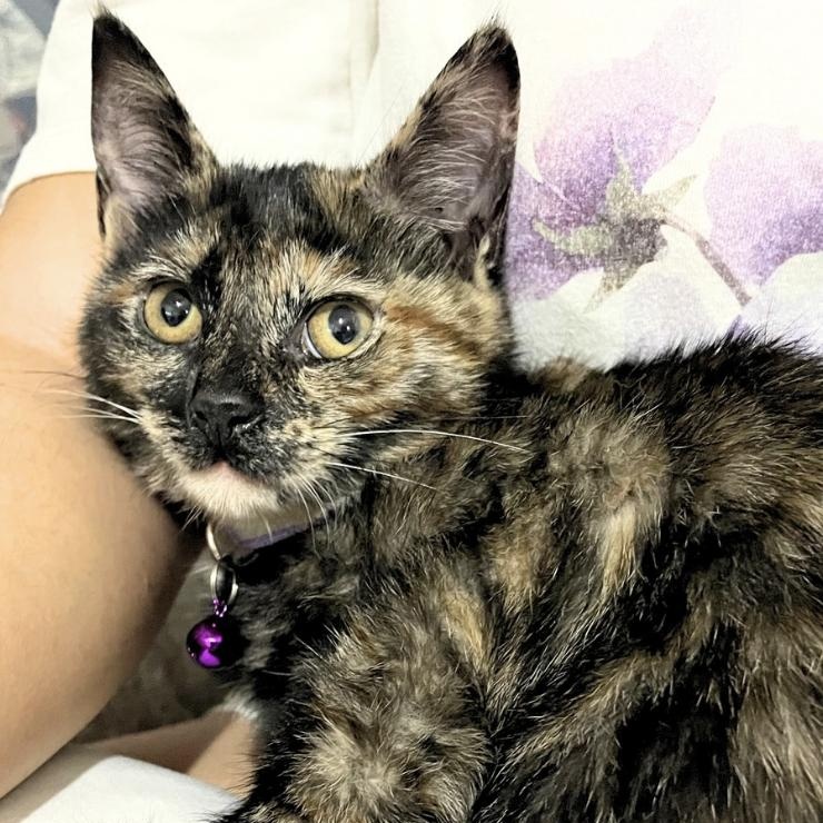 Sable, Adoptable, Kitten Female Domestic Short Hair.