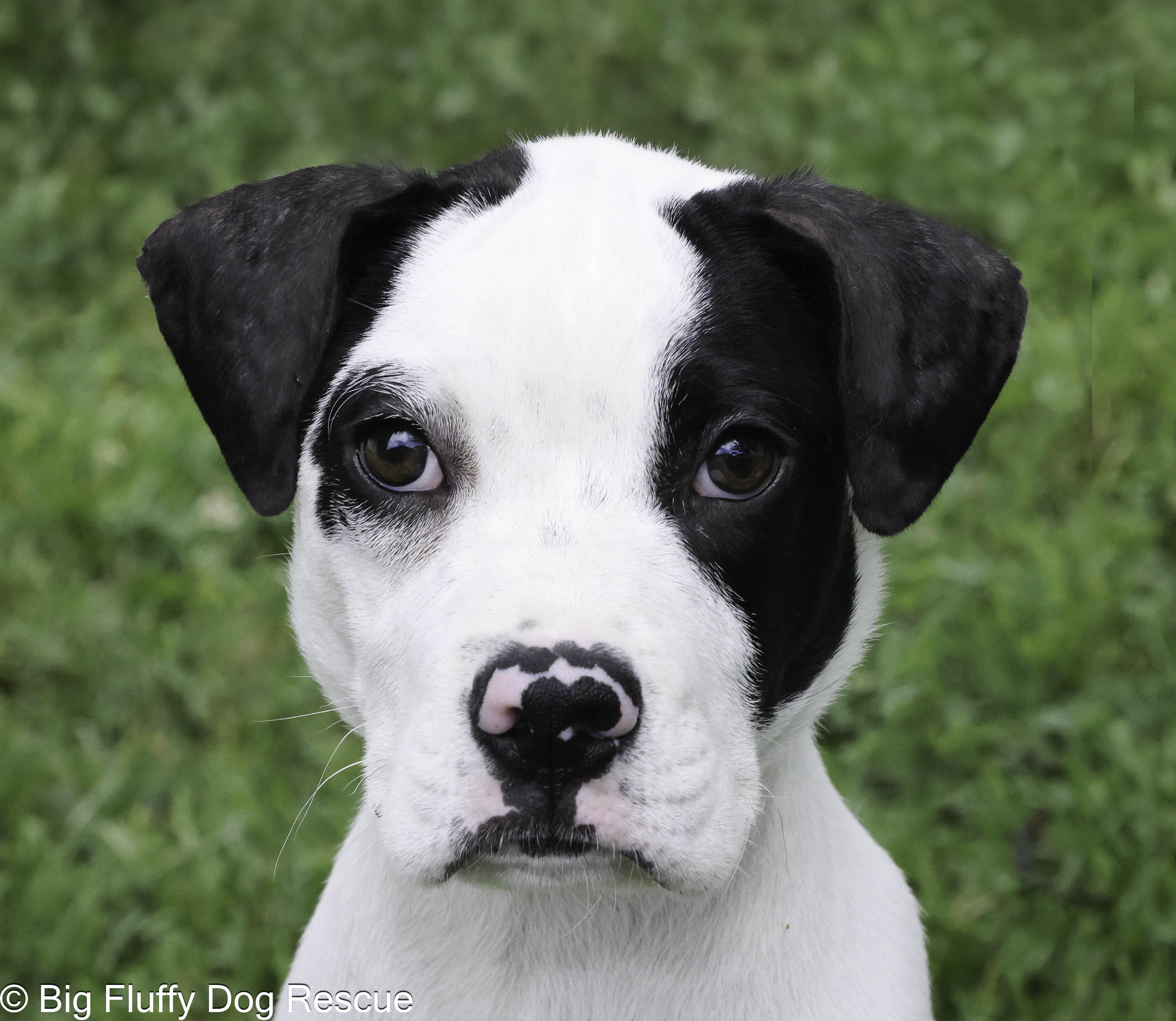 Gallax, a Adoptable mixed breed in Clarksville, TN image 1/3