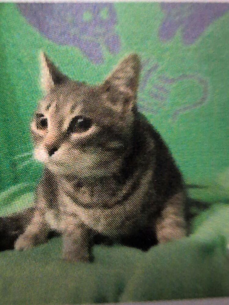 Jellyfish, Adoptable, Kitten Female Domestic Short Hair.