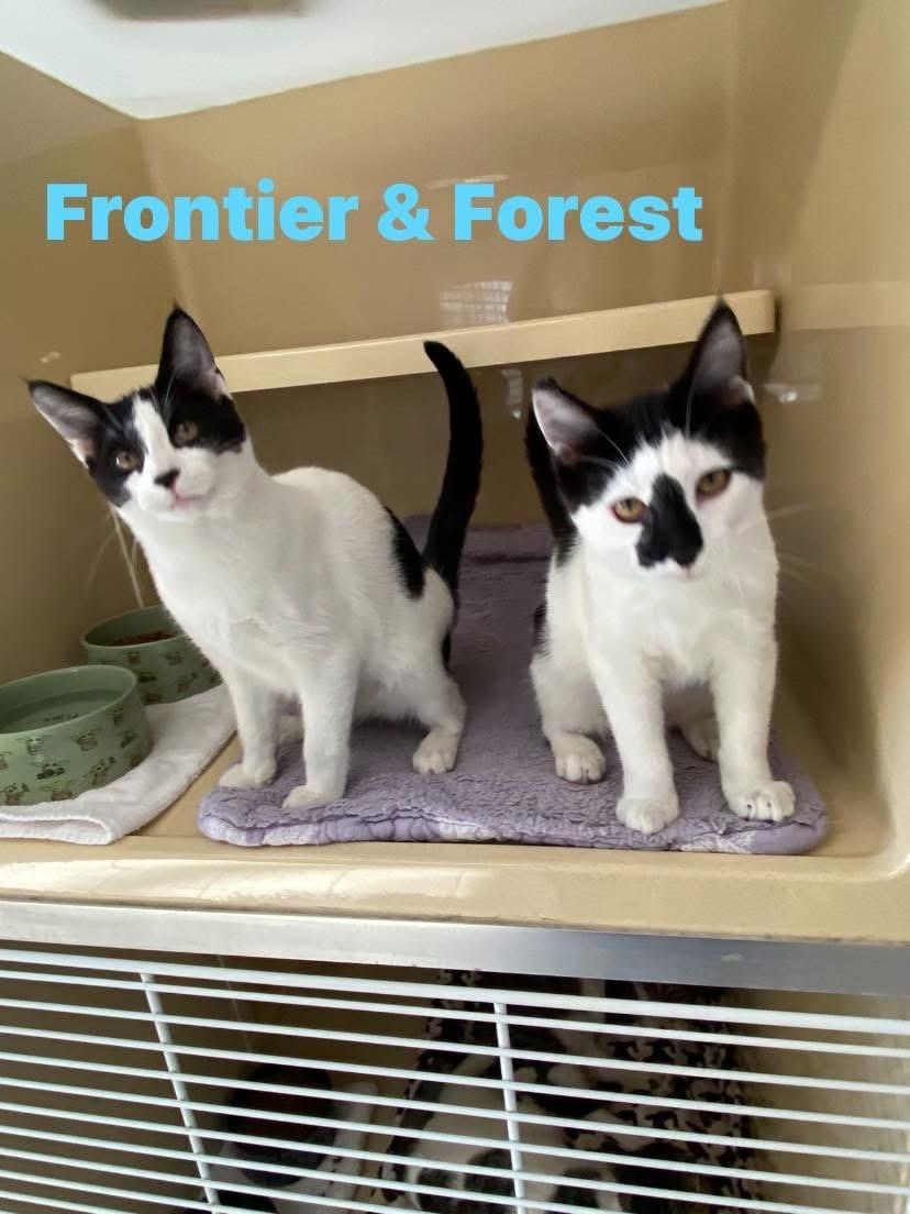 Frontier & Forest , ADOPTABLE, Young Male Domestic Short Hair.