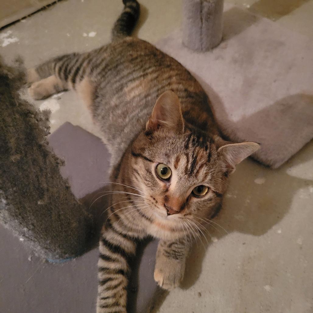 Enlarge Buffy, a Adoptable Domestic Short Hair in Sioux Falls, SD image 1/1