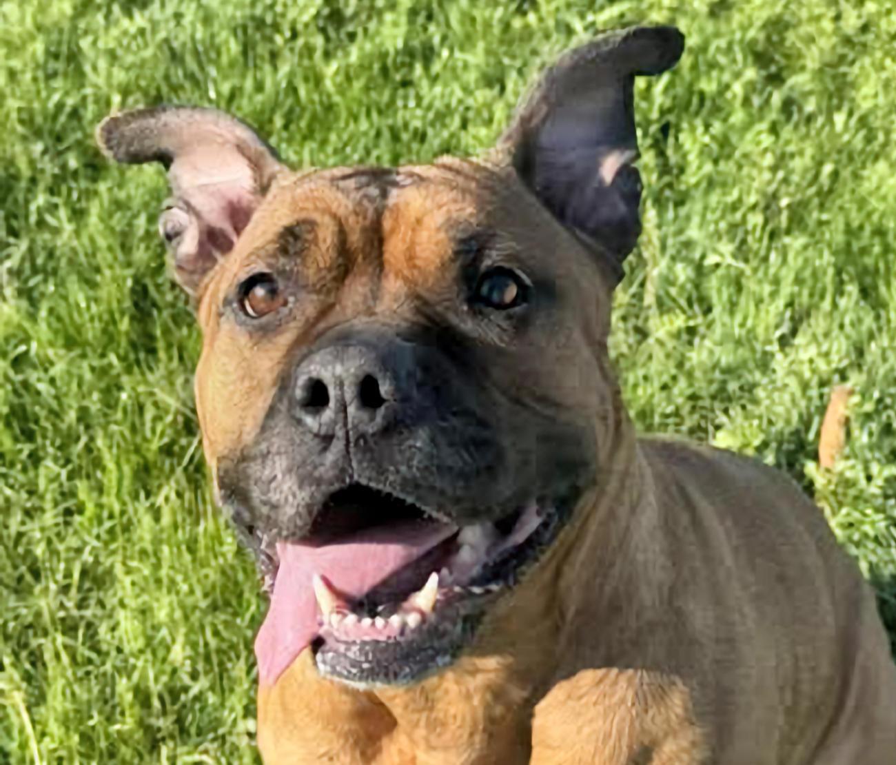 Angel, ADOPTABLE, Adult Female Staffordshire Bull Terrier.