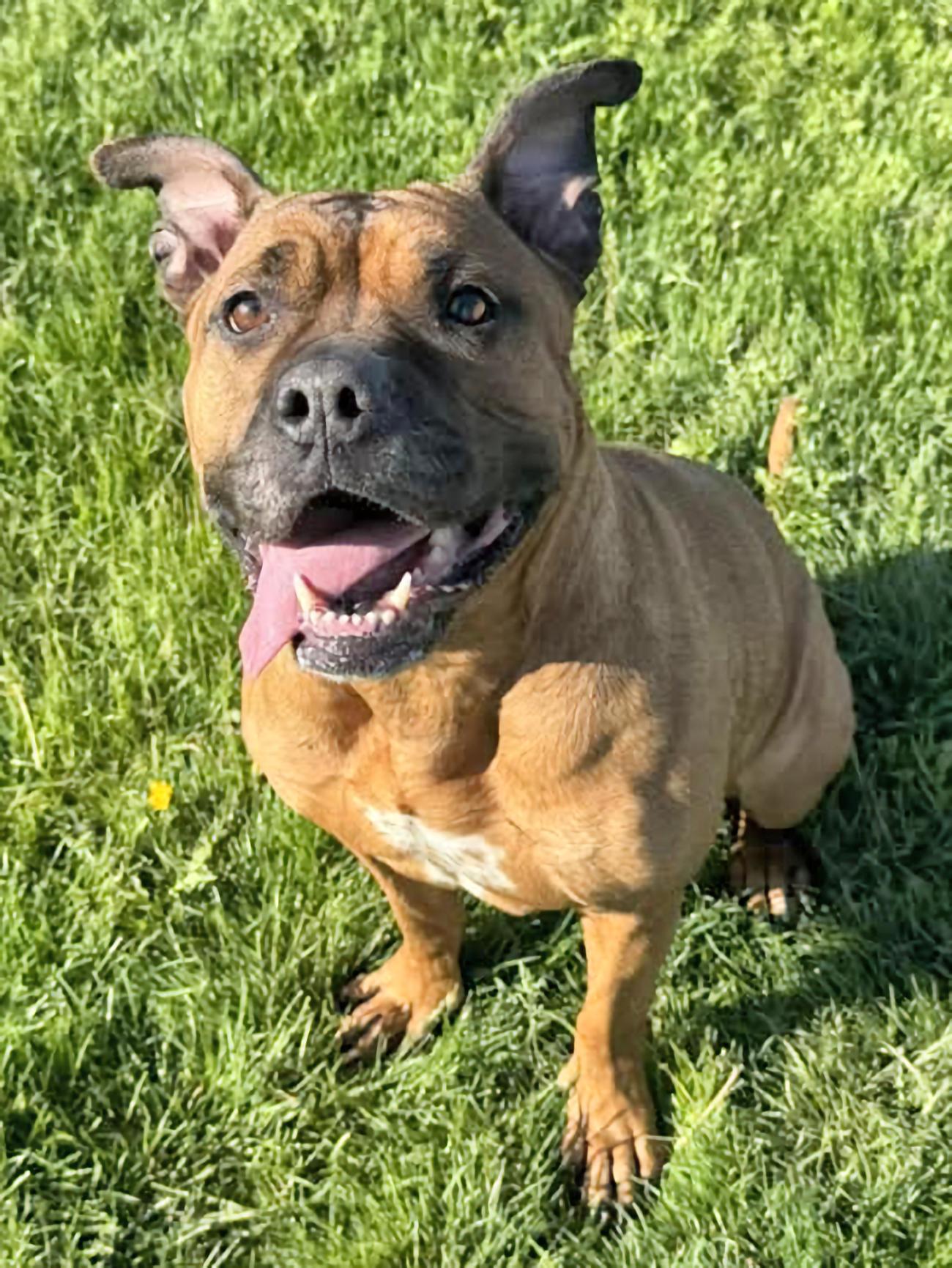 Angel, a ADOPTABLE mixed breed in Euclid, OH image 2/2