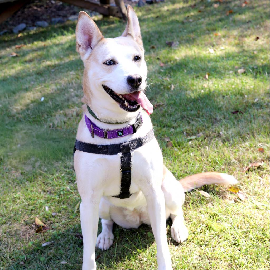 Enlarge Steffie, a Adoptable mixed breed in Aldie, VA image 1/6