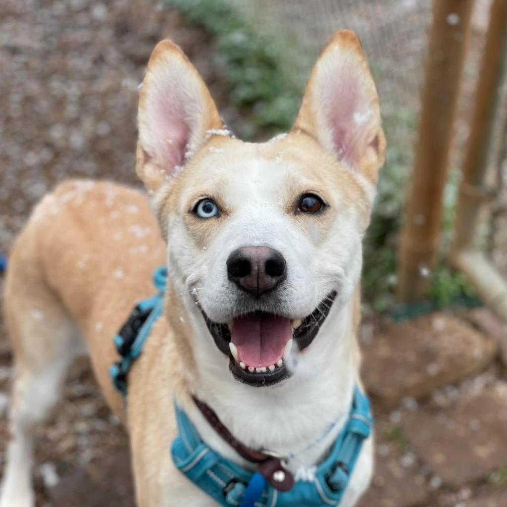 Enlarge Steffie, a Adoptable mixed breed in Aldie, VA image 1/6