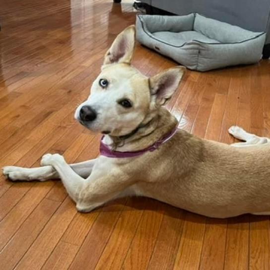 Enlarge Steffie, a Adoptable mixed breed in Aldie, VA image 2/6