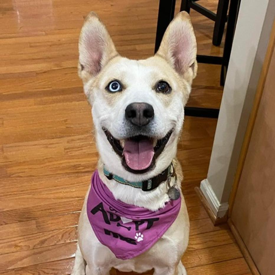 Enlarge Steffie, a Adoptable mixed breed in Aldie, VA image 3/6