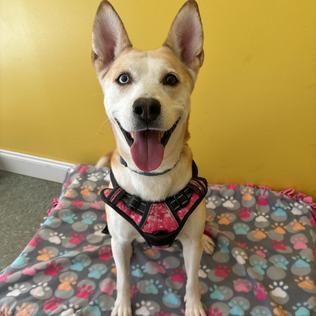 Enlarge Steffie, a Adoptable mixed breed in Aldie, VA image 4/6