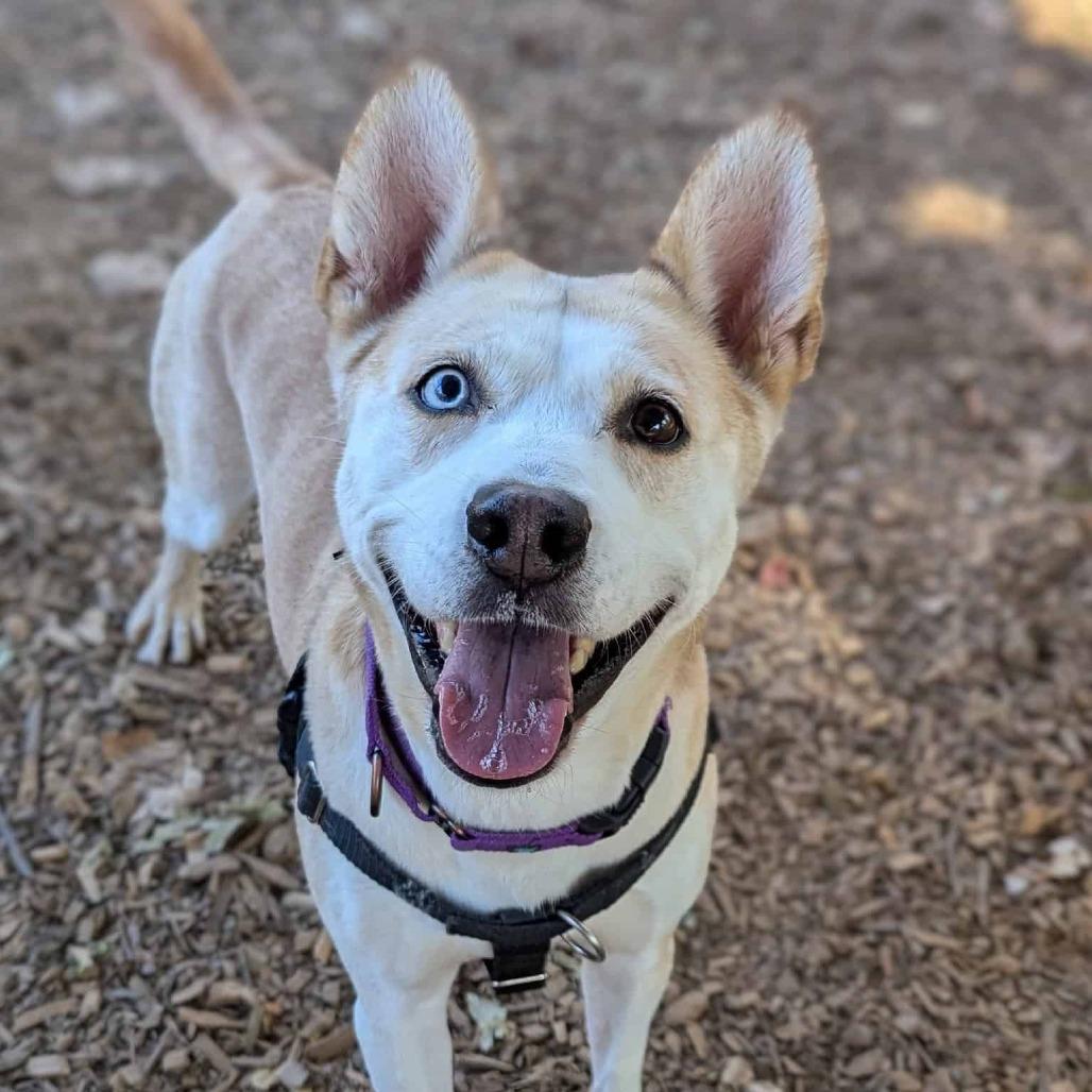 Enlarge Steffie, a Adoptable mixed breed in Aldie, VA image 6/6
