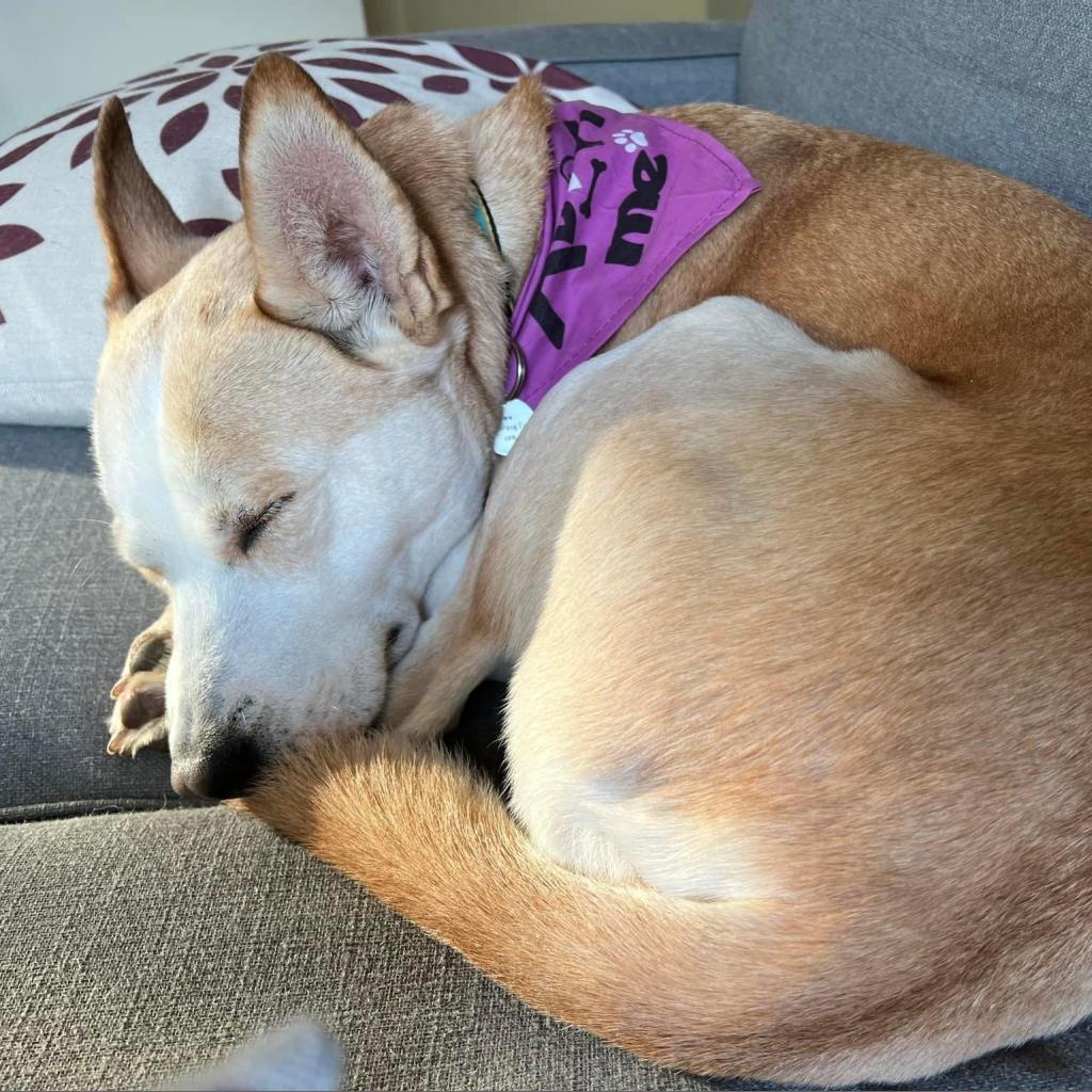 Enlarge Steffie, a Adoptable mixed breed in Aldie, VA image 6/6