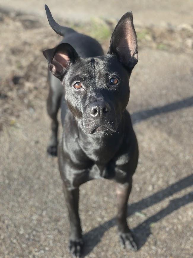 Snow White, Adoptable, Adult Female Mixed Breed.