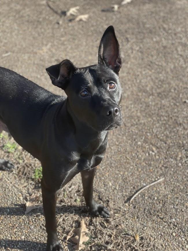 Enlarge Snow White, a Adoptable mixed breed in Jackson, MS image 2/5