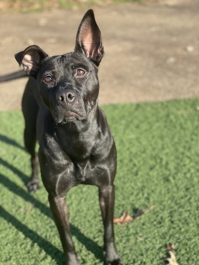 Enlarge Snow White, a Adoptable mixed breed in Jackson, MS image 3/5