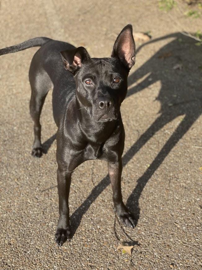 Enlarge Snow White, a Adoptable mixed breed in Jackson, MS image 4/5