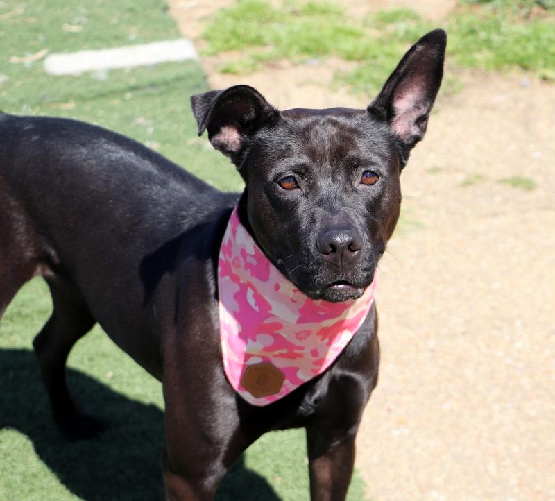 Snow White, Adoptable, Adult Female Mixed Breed.