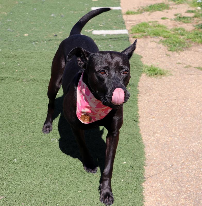 Snow White, a Adoptable mixed breed in Jackson, MS image 2/5