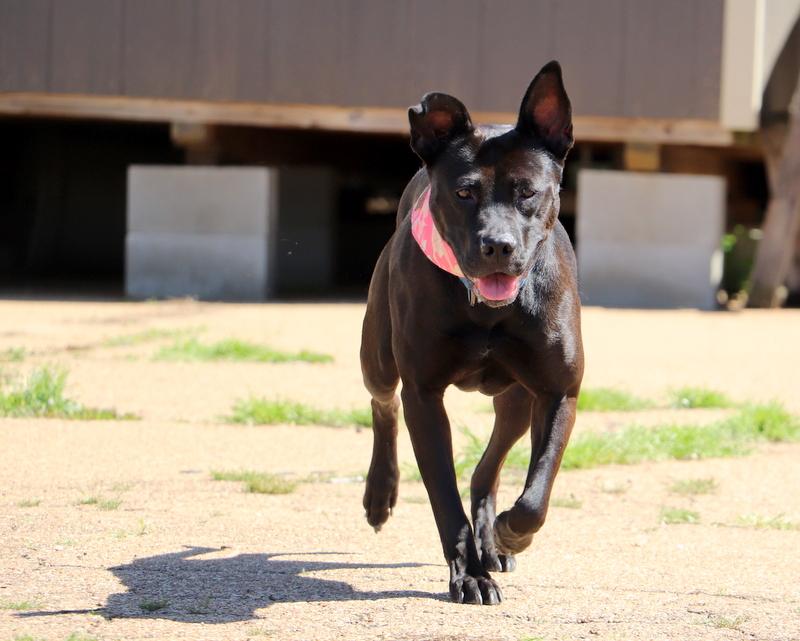Snow White, a Adoptable mixed breed in Jackson, MS image 3/5