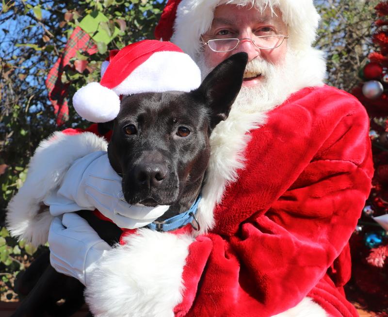 Snow White, a Adoptable mixed breed in Jackson, MS image 4/5