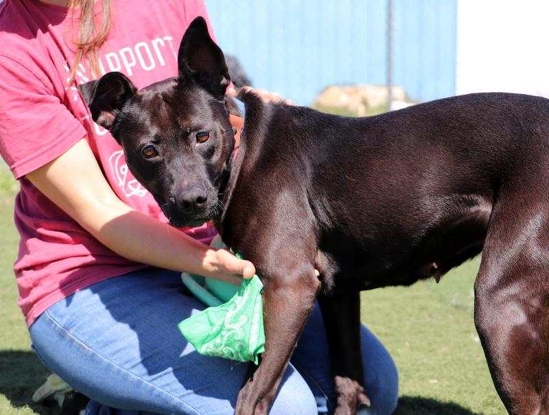 Snow White, a Adoptable mixed breed in Jackson, MS image 5/5