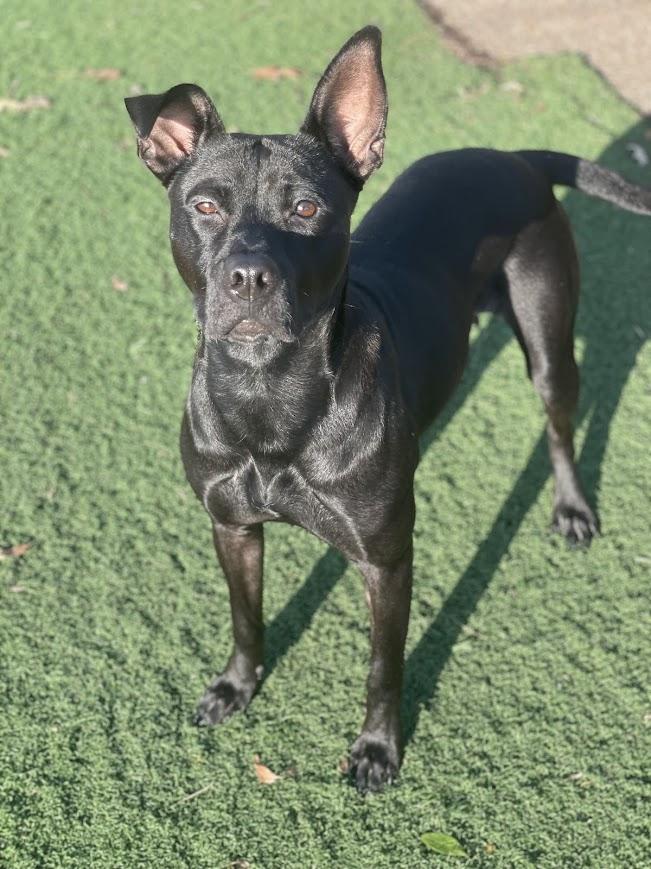 Enlarge Snow White, a Adoptable mixed breed in Jackson, MS image 5/5