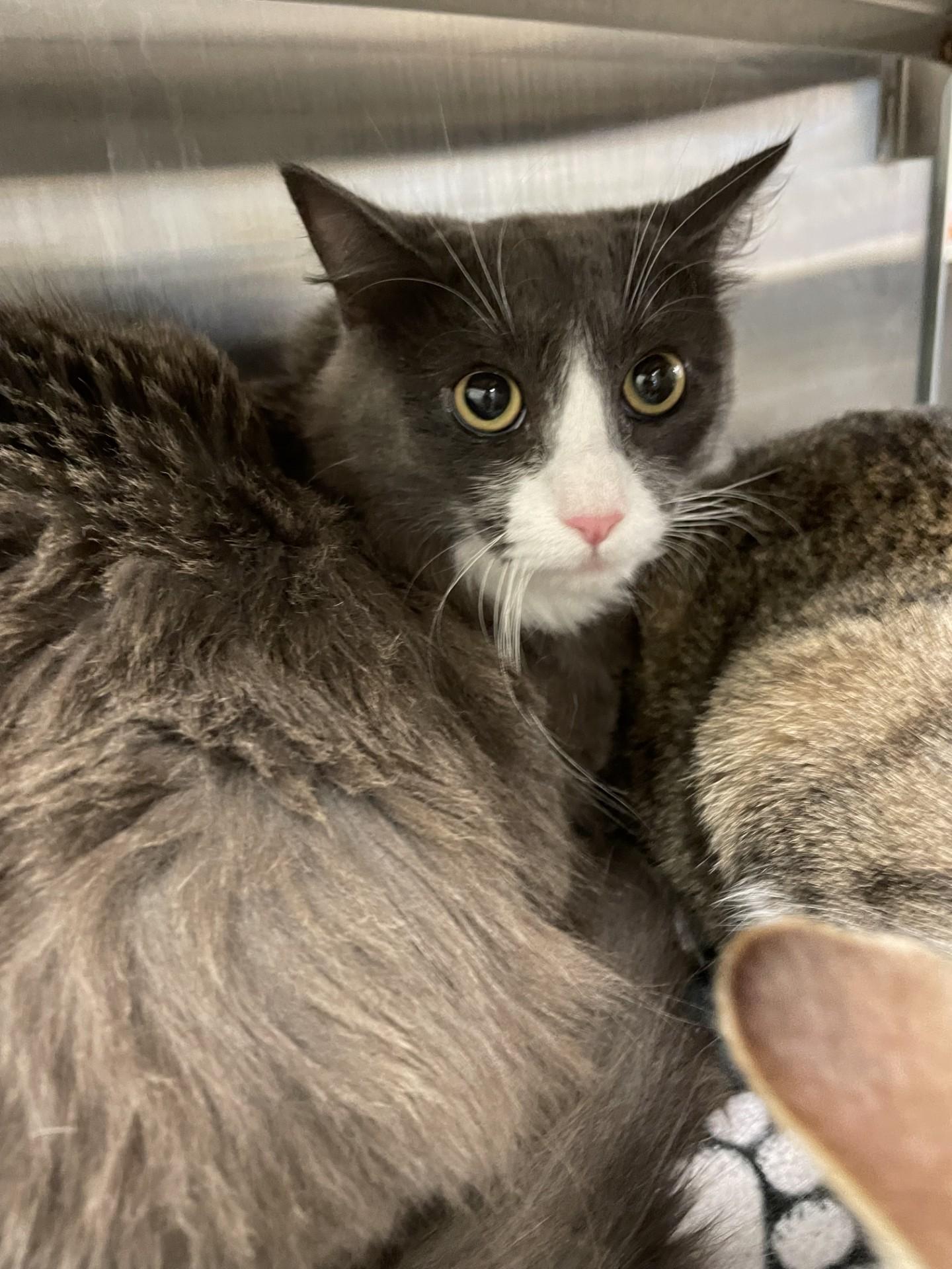 Enlarge Gracie A205512, an adoptable mixed breed in Plano, TX image 1/1