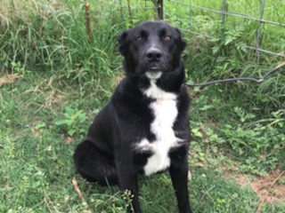 Enlarge Sopita, a Adoptable German Shepherd Dog in Rockdale, TX image 1/6