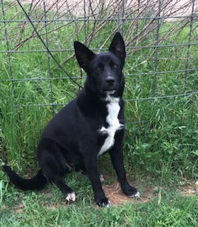 Enlarge Sopita, a Adoptable German Shepherd Dog in Rockdale, TX image 2/6