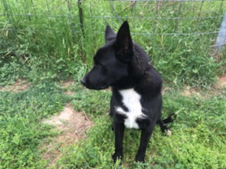 Enlarge Sopita, a Adoptable German Shepherd Dog in Rockdale, TX image 3/6