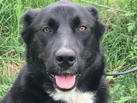 Enlarge Sopita, a Adoptable German Shepherd Dog in Rockdale, TX image 4/6