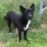 Enlarge Sopita, a Adoptable German Shepherd Dog in Rockdale, TX image 5/6