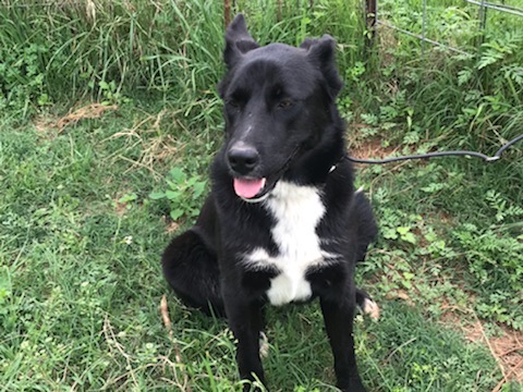 Enlarge Sopita, a Adoptable German Shepherd Dog in Rockdale, TX image 6/6