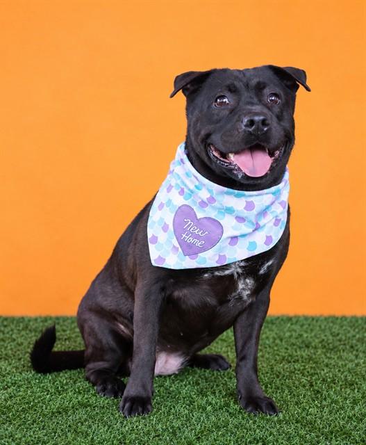 TALIA, Adoptable, Adult Female Terrier & Mixed Breed.