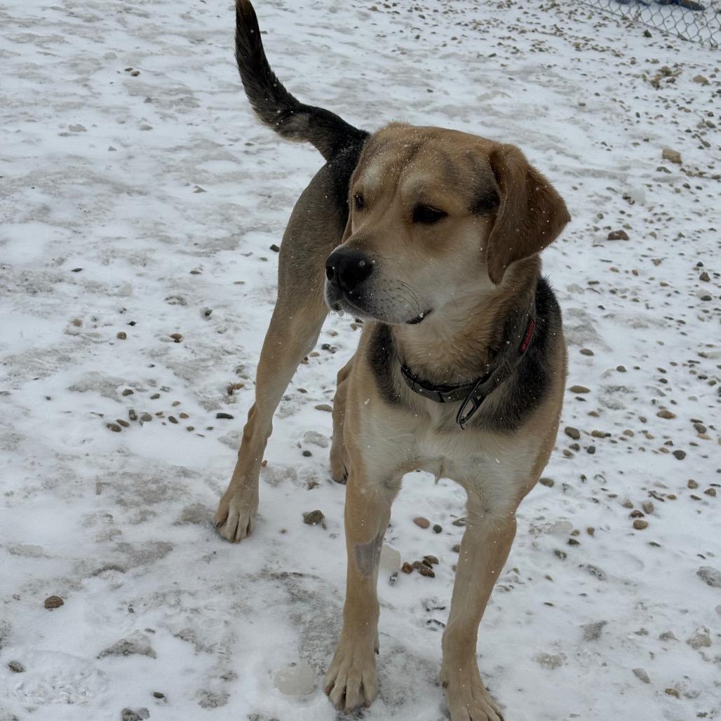 Enlarge Remi, a Adoptable mixed breed in Saskatoon, SK image 1/4