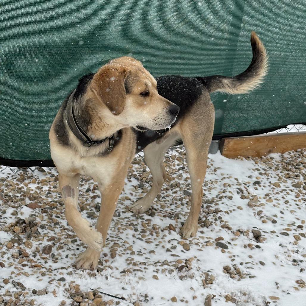 Enlarge Remi, a Adoptable mixed breed in Saskatoon, SK image 2/4