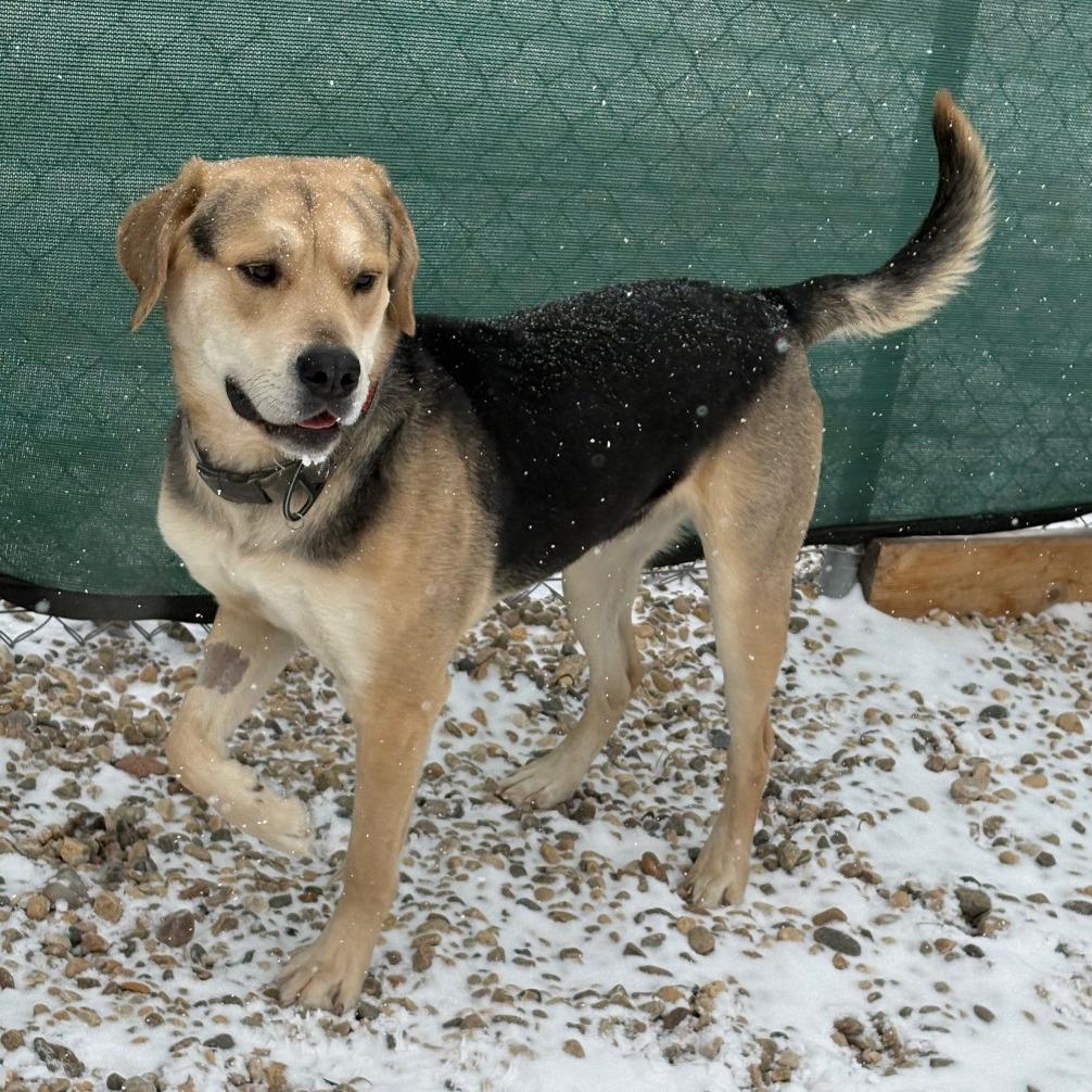 Enlarge Remi, a Adoptable mixed breed in Saskatoon, SK image 3/4