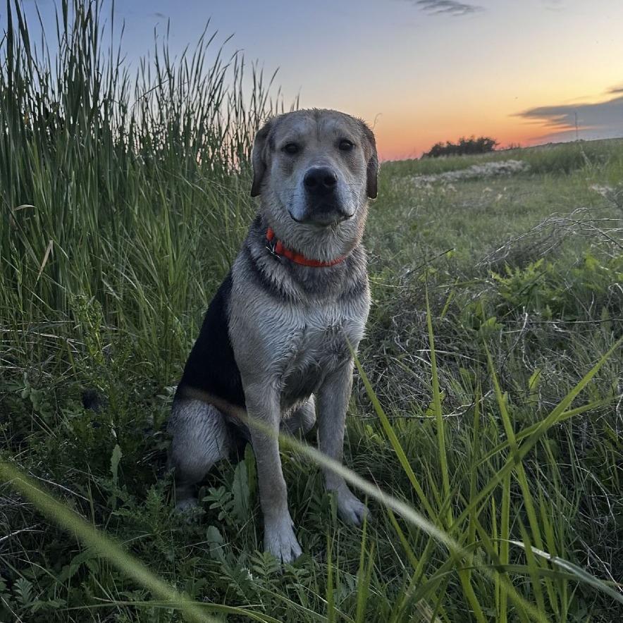 Enlarge Remi, a Adoptable mixed breed in Saskatoon, SK image 4/4