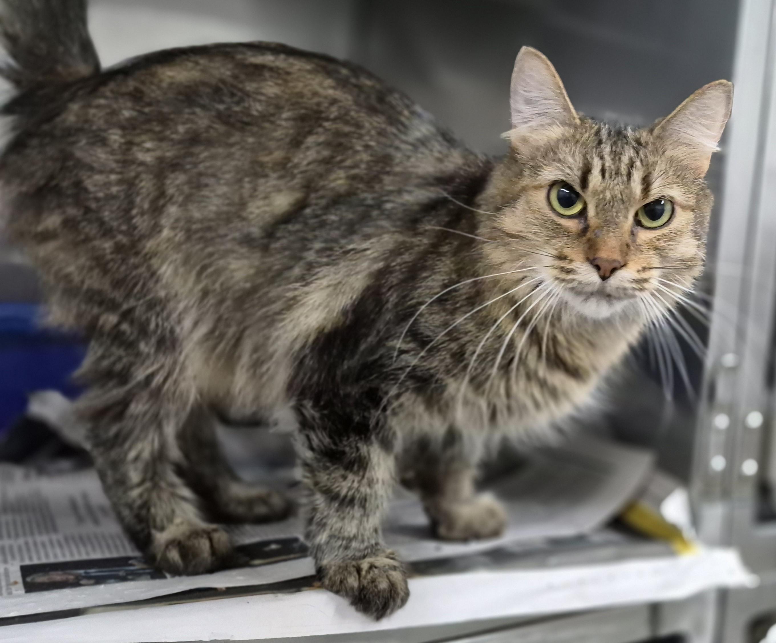 Enlarge TALULA, a Adoptable Tabby in Claremore, OK image 1/1