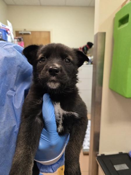 Makita, Adoptable, Puppy Female Shepherd & Australian Kelpie.