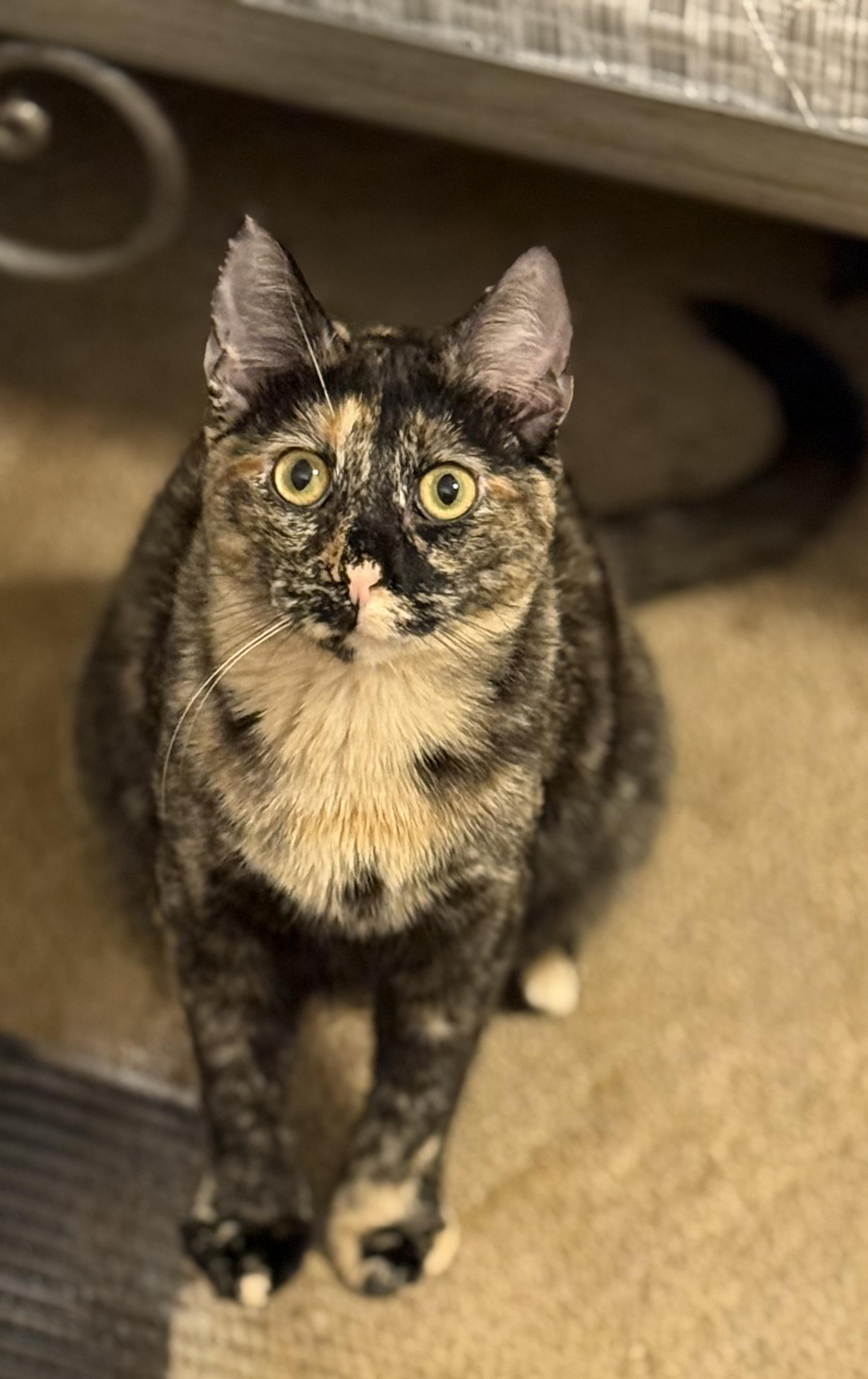 Judy-Portofino Petsmart