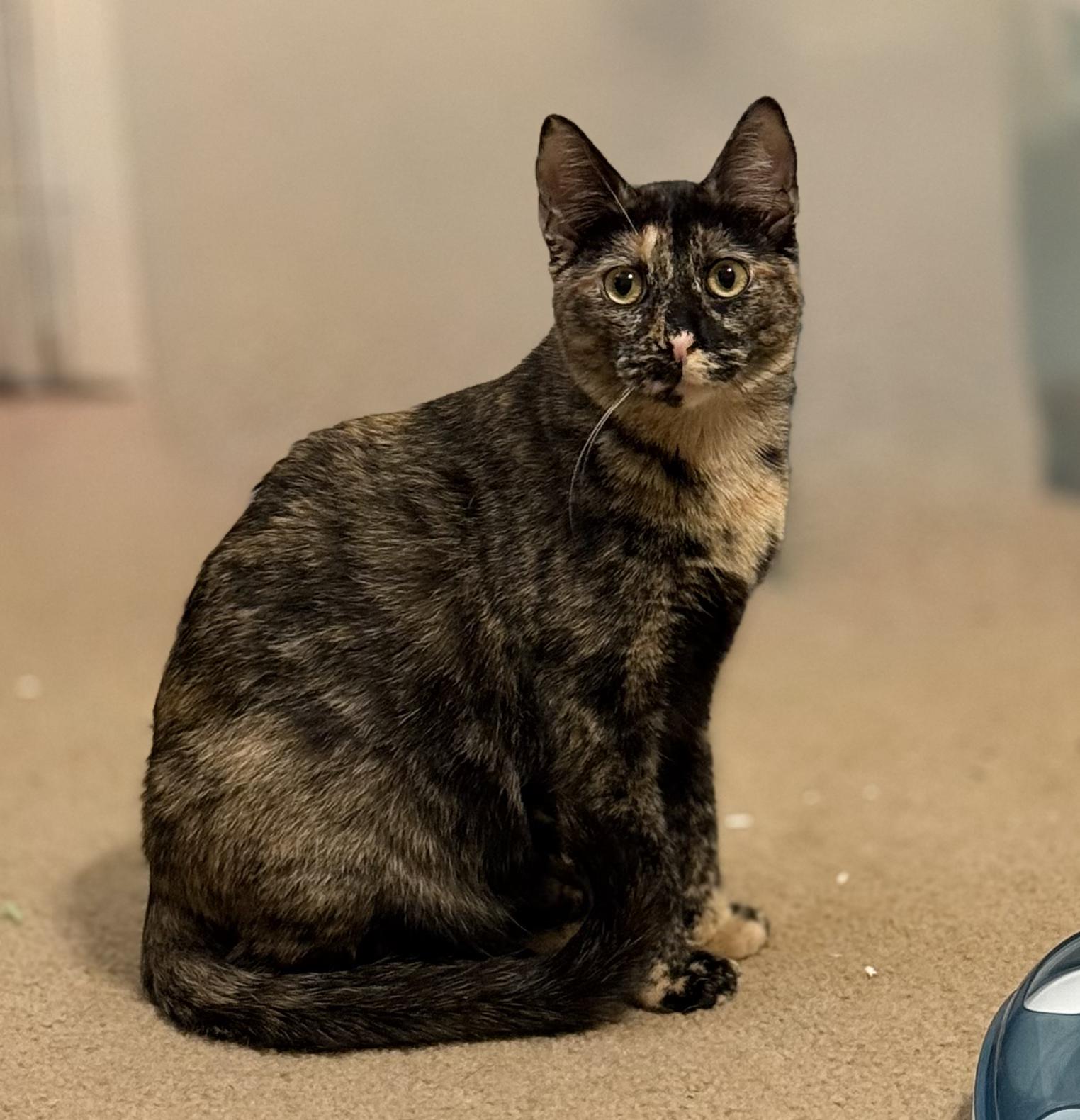 Judy-Portofino Petsmart — thumbnail 2