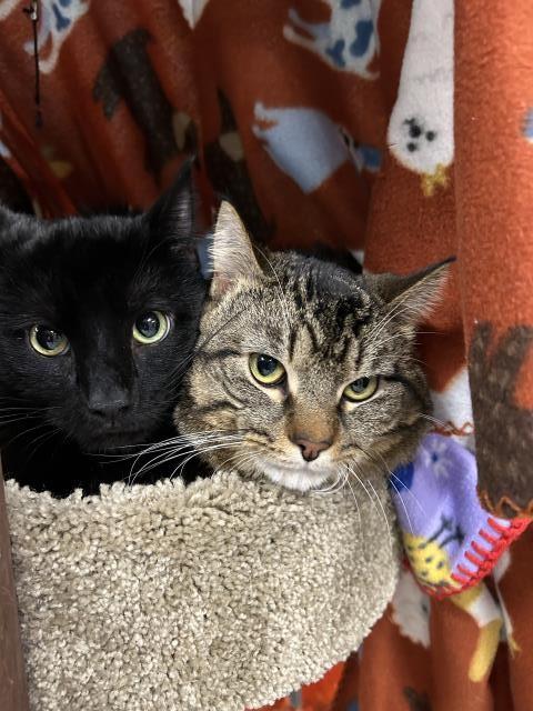 Enlarge WATSON & SHERLOCK, a Adoptable Domestic Short Hair in Clinton Township, MI image 1/1