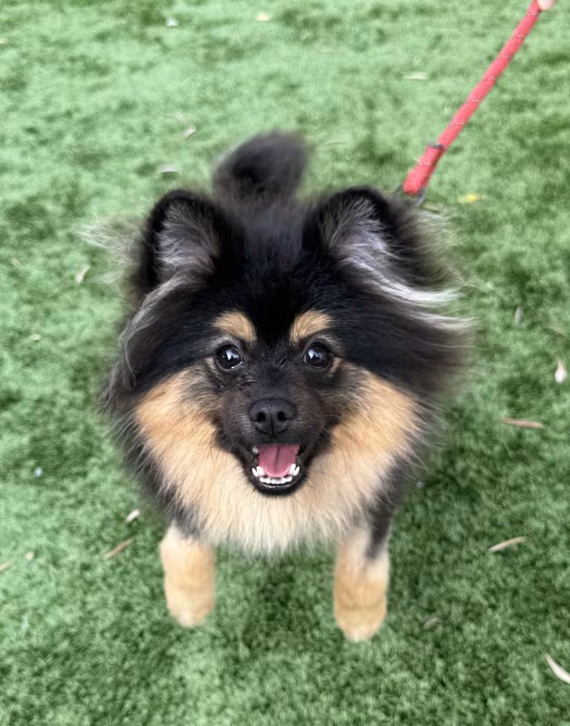 Enlarge Cash, an adopted Pomeranian in Van Nuys, CA image 1/1