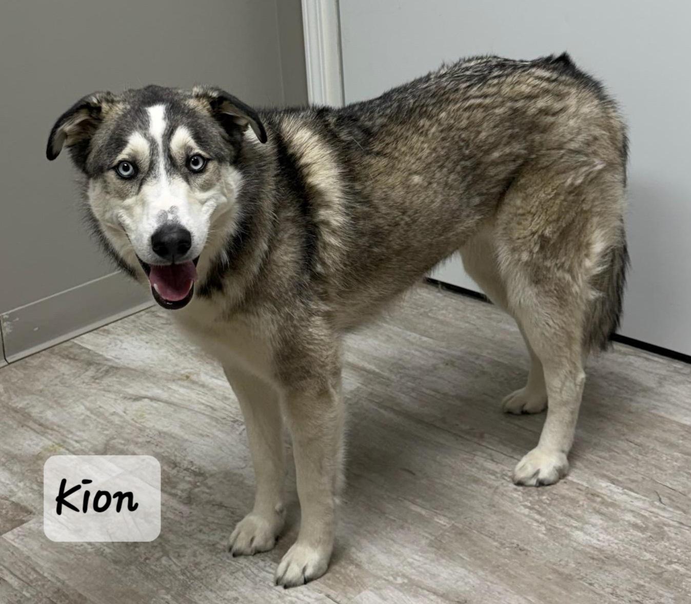 Kion, ADOPTABLE, Adult Male Husky & Labrador Retriever.