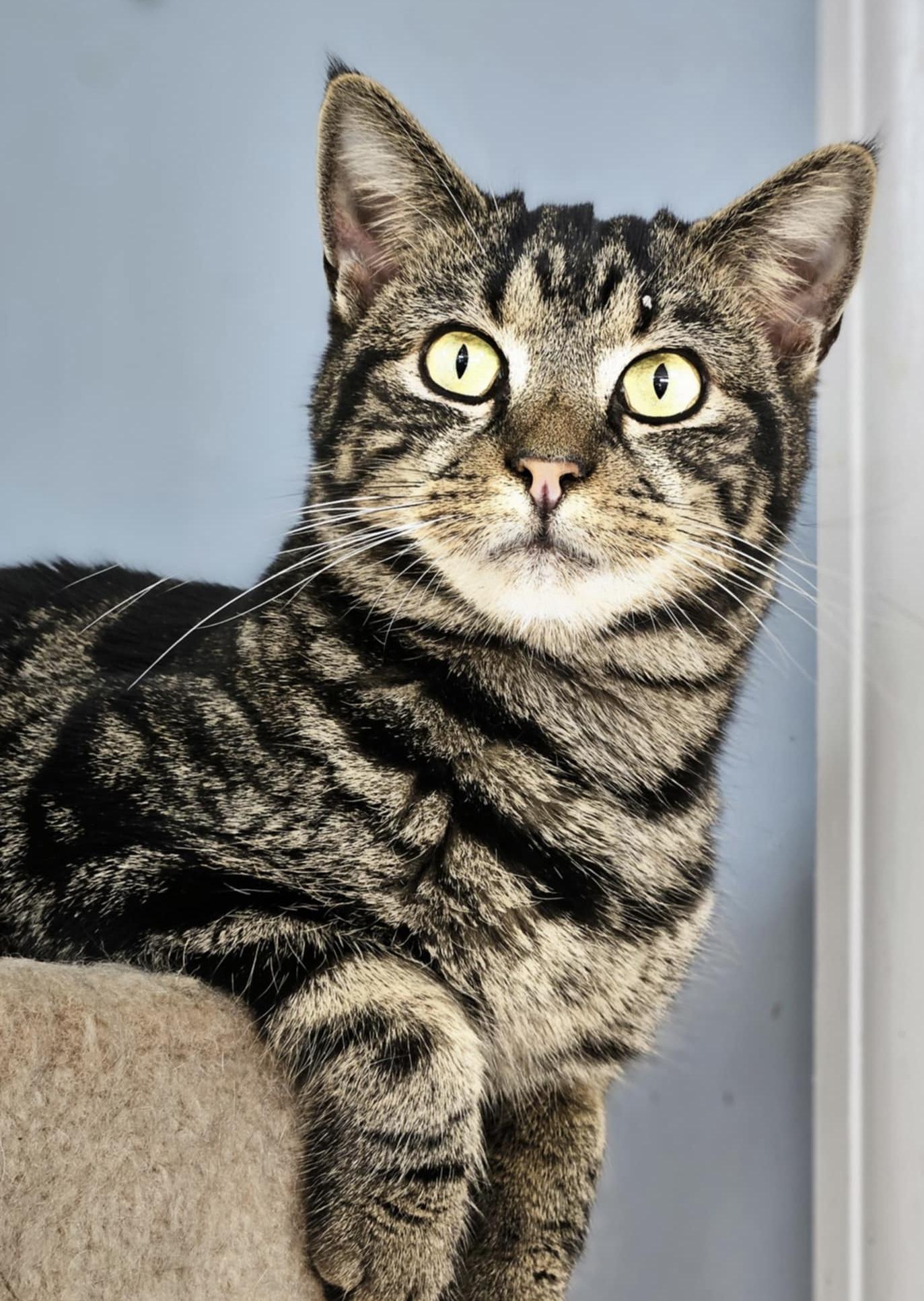Levi, a Adoptable Domestic Short Hair in Myrtle Beach, SC image 1/3